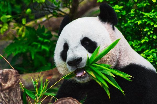 Pandas Profiling for Quicker Data Understanding